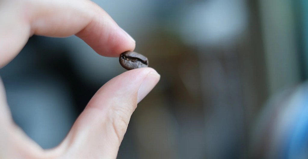 coffee-bean-holding